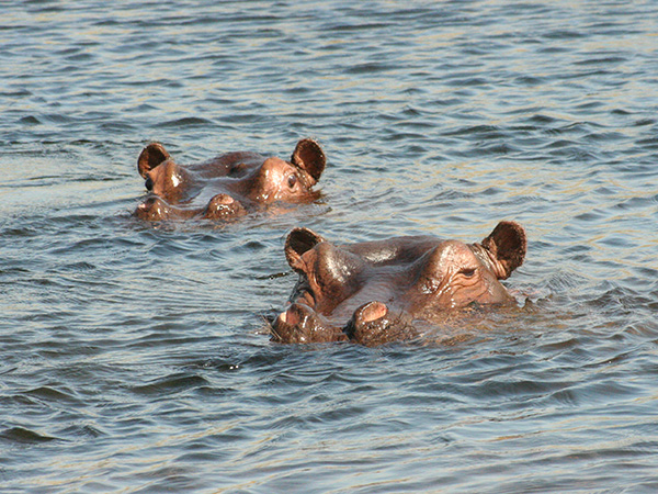 Hippos in the Mahangu National Park