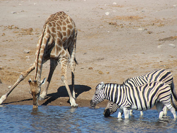 Giraffe and Zebra at Etosha Waterhole