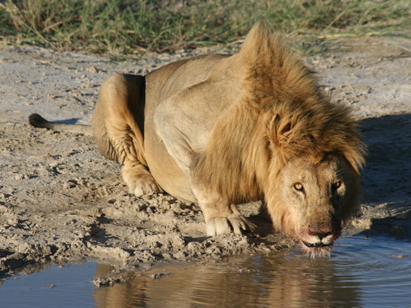 Lion after a hunt