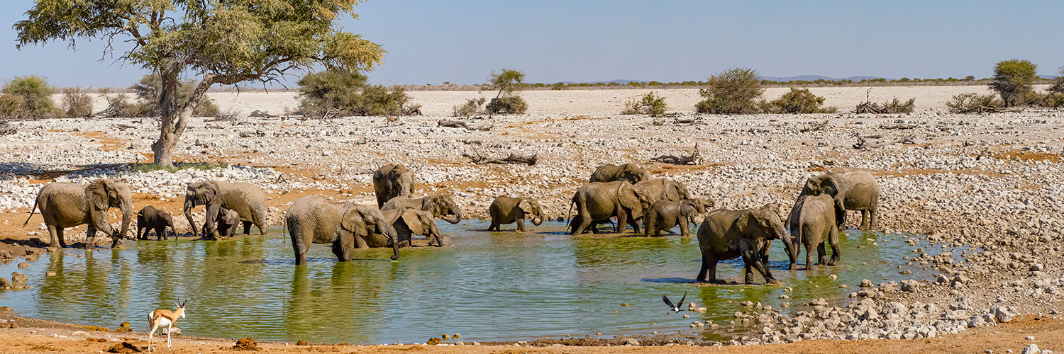 7 Day Namibian Highlights Safari