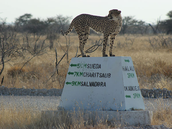 Cheetah on a road sign