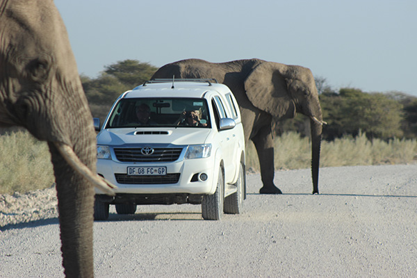 Elephants and tourist cars 